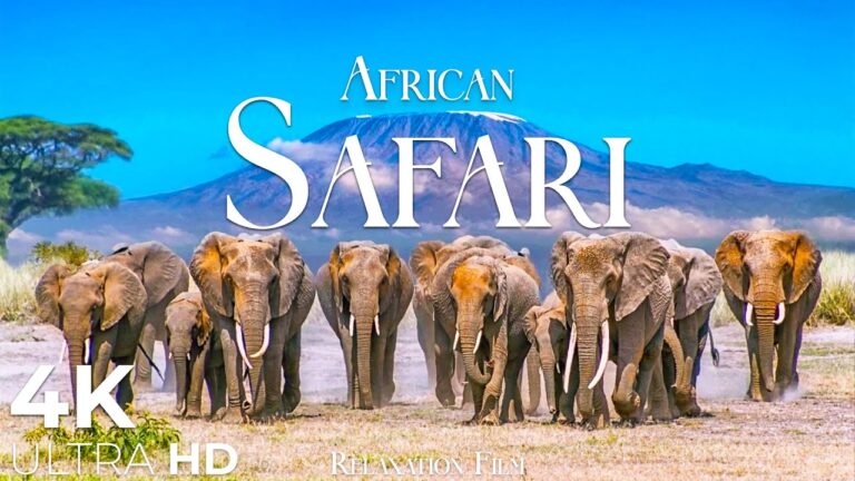 African Safari 4K • Wildlife Relaxation Film | Nature 4K Ultra HD