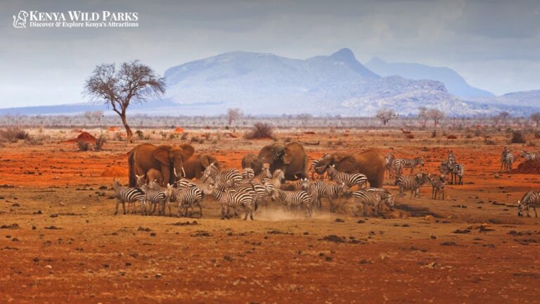 What is Unique About Tsavo East National Park?