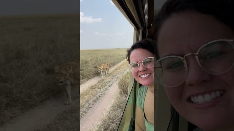 Lion Encounter Safari Serengeti Tanzania