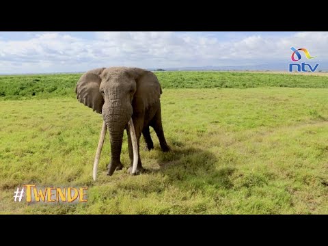 Twende Amboseli National Park