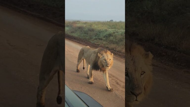 At Nairobi National Park #safari #wildlife