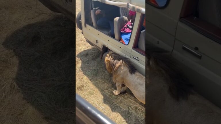 DANGEROUSLY CLOSE!!! This huge lion decided to lay right next to the tourist's jeep in Mara