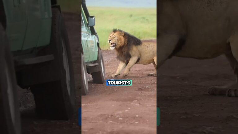 Moments when Lions Attack Safari Vehicles