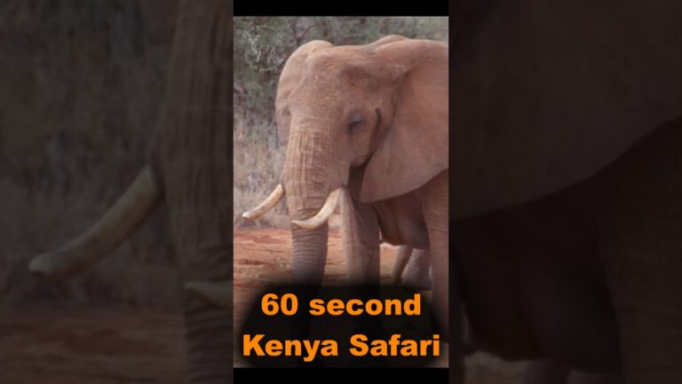 Kenya safari Tsavo East national park. #safari #kenyasafari #wildlifephotography