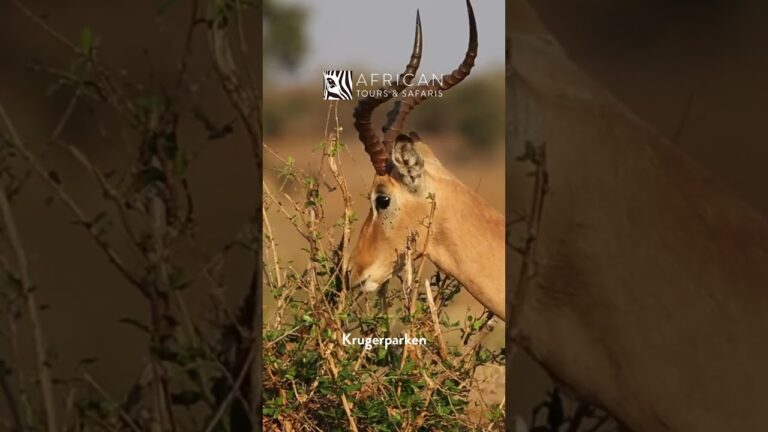 SYDAFRIKA med African Tours & Safaris