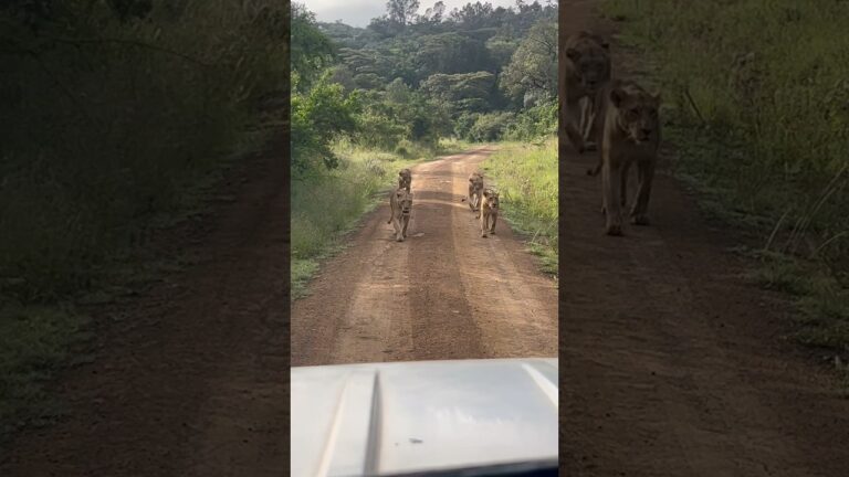 Kenya has the best safari parks! 🇰🇪 #lions #nairobi