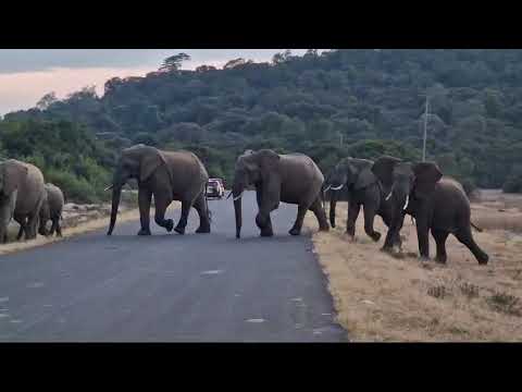 So elephants in Mount Kenya National Park