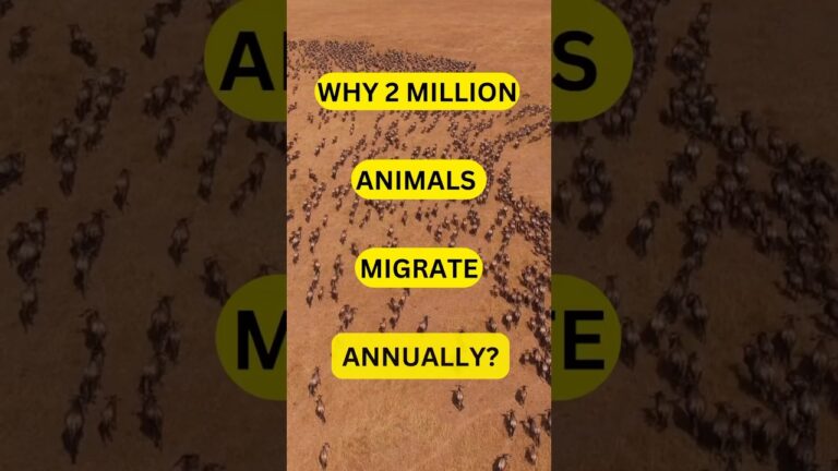 The Great Animal Migration #wildlife #serengeti #migration #wildebeest  #kenya  #masaimara #shorts