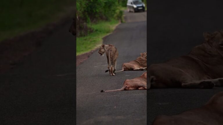 Lions blocking the road. Nairobi National Park 🇰🇪 #kenya #africa #nature #wildlife