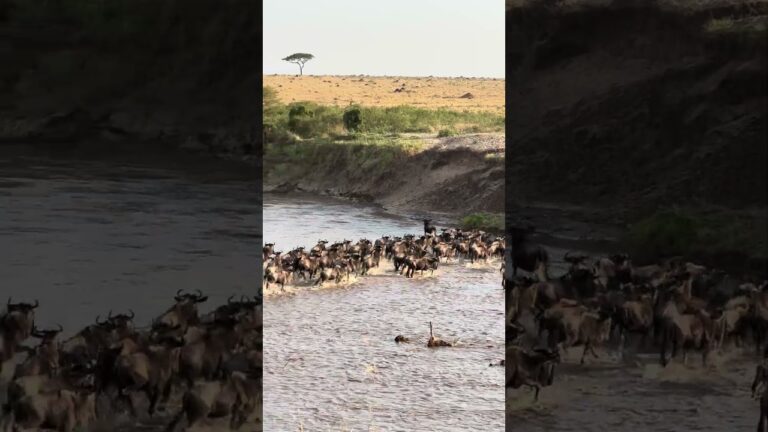 Great Wildebeest Migration, Masai Mara, Kenya