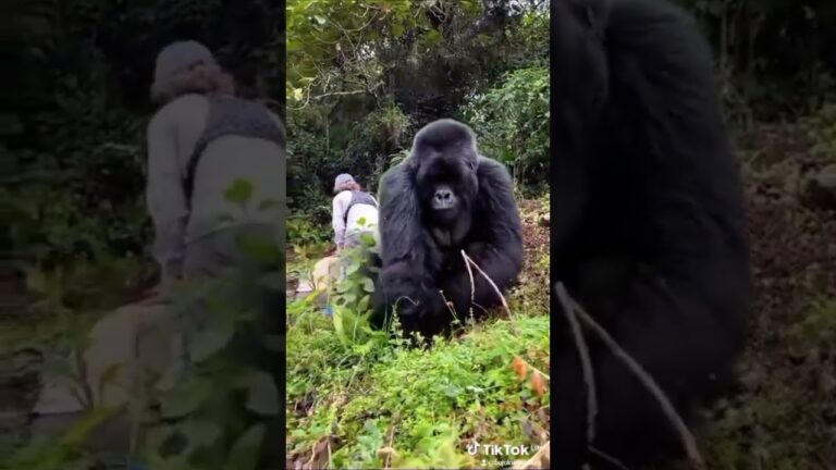 Authentic Uganda Rwanda Congo gorilla trekking safaris #gorillatrekkingsafaris #gorillatrekking