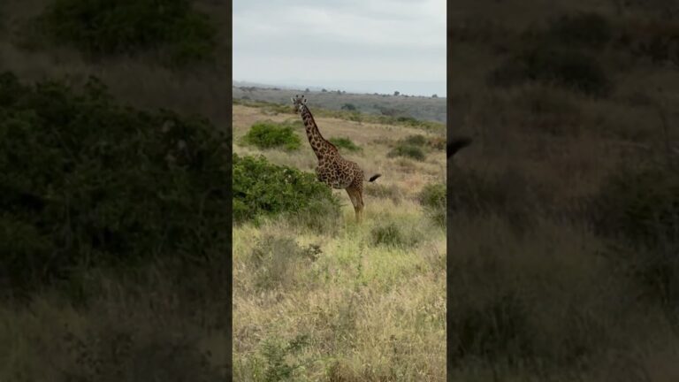 Giraffe in Nairobi National Park, Kenya