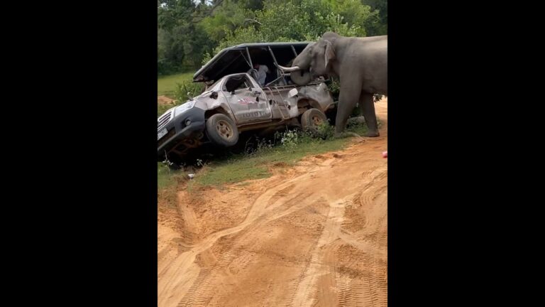 Elephant Attack 🐘🥹 Safari cab crashed #bali #asiancountry #srilanka #travel