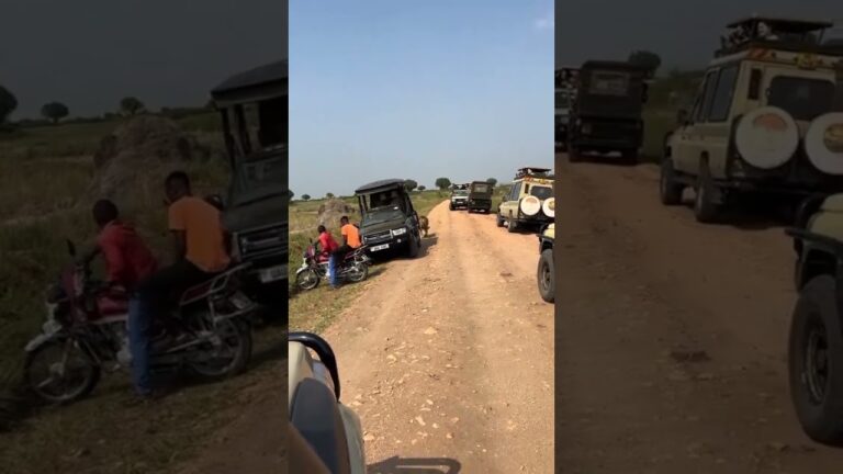 Why can't you miss exploring kenya Amboseli national park #wildlife #automobile #shortvideo