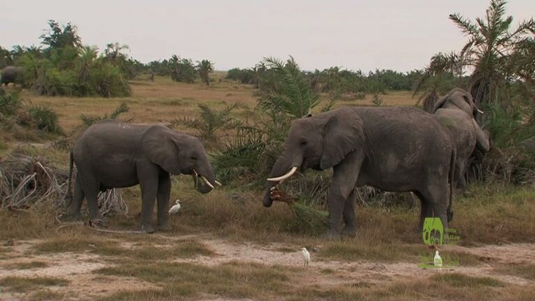 The National Parks of Kenya a production of KWS