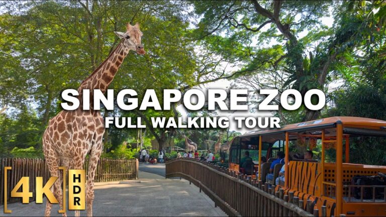 Full Tour at One of the Best Zoos in Asia – SINGAPORE ZOO! | 2025 All Animals and Shows Walking Tour