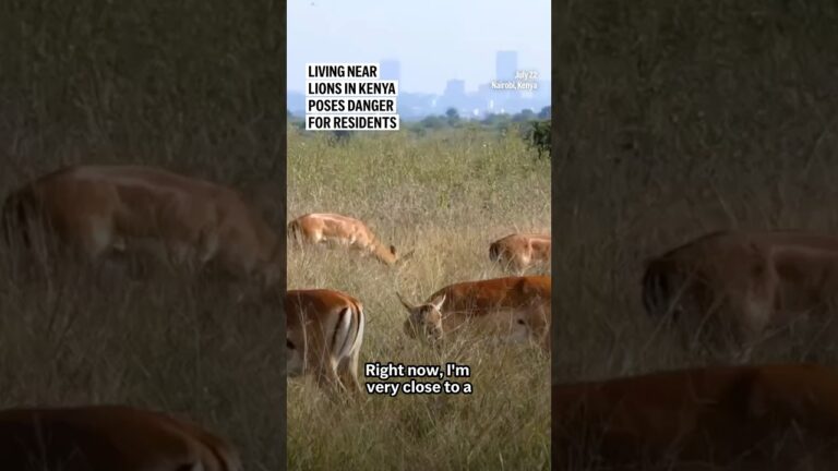 Living near lions in Kenya poses danger for residents