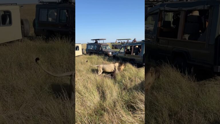 Masai Mara, Kenya🇰🇪 #masaimara #safaria #safaridestination #marariver #wildlife #shorts #fyp