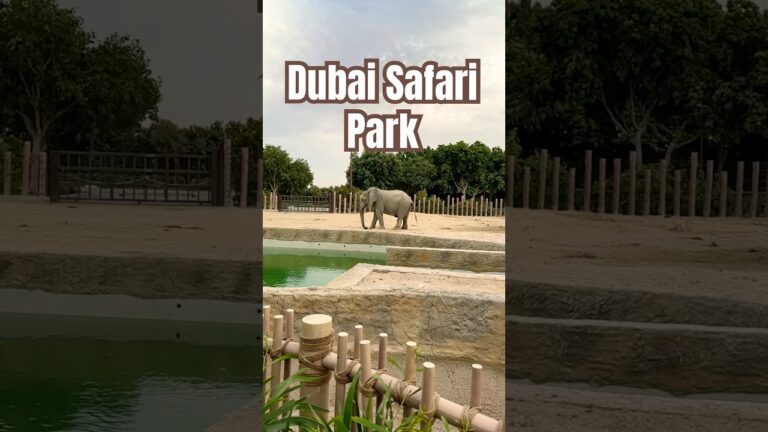 Day tour at the Dubai Safari Park #safari #animals #travel #dubai #adventuresafari #wildlifetour