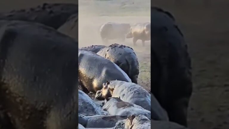 Visit katavi national park with godlisten safaris tours 0765142798