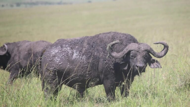 Exploring Kenya's Natural Treasures: A Comprehensive Guide to Kenyan National Parks and Marine Parks