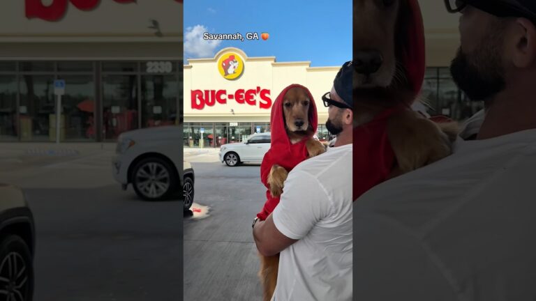 Surprising my dogs with a roadtrip! #traveldog #dogdad #goldendoodle #goldenretriever