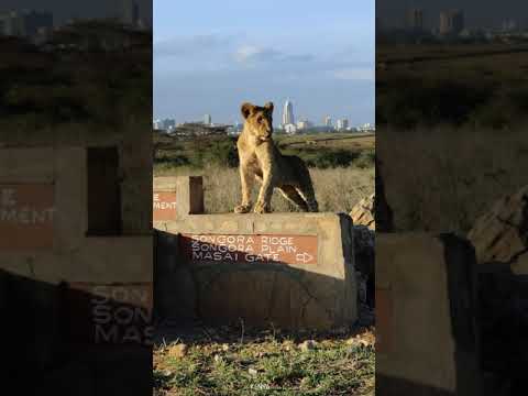 Nairobi National Park Nairobi City Kenya