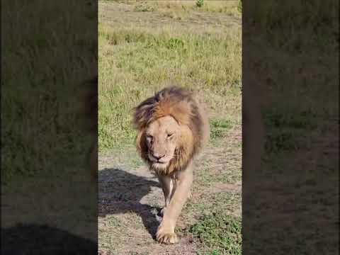 Masai Mara National Park, Kenya – front row live experience with the king of the jungle 😊