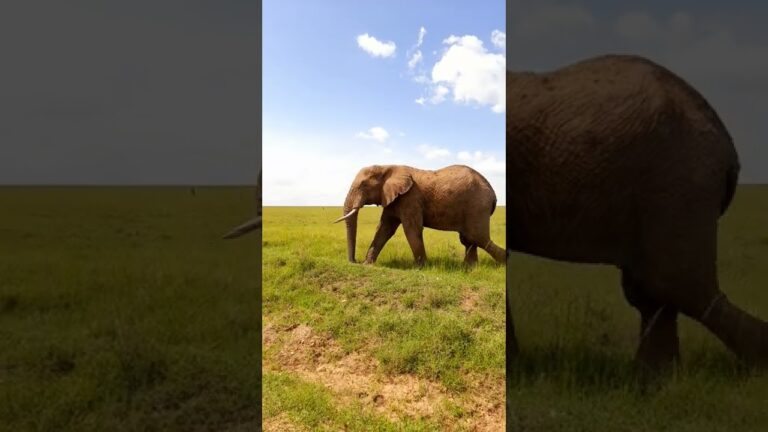 Wild Elephant in Masai Mara National Park, Kenya, Africa #safari #wildlife #africa