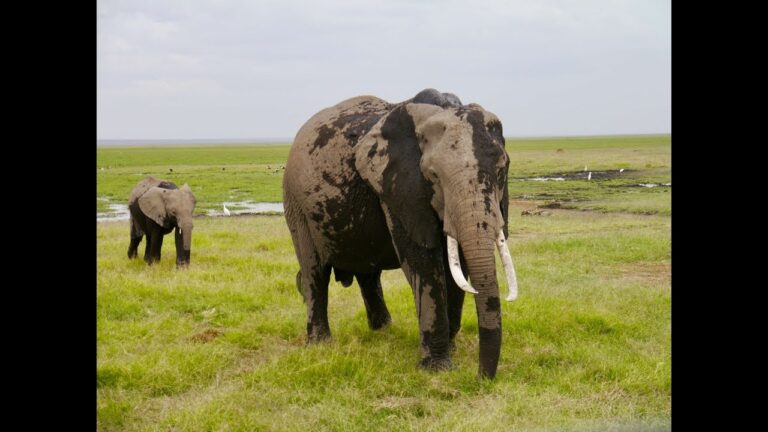 Lake Nakuru & Amboseli National Parks, Kenya – backpacking East Africa ep16