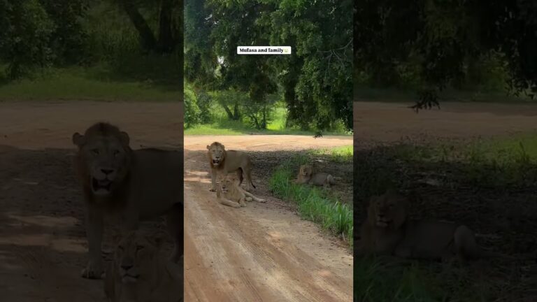 Udawalawe national park safari #srilanka #travel #youtubepartner