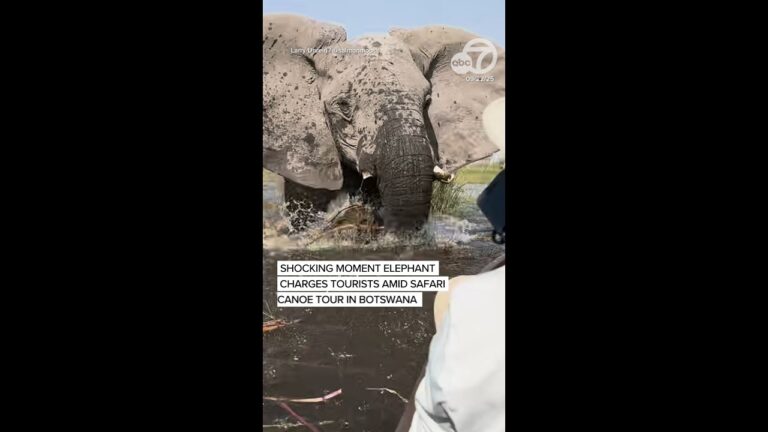 Shocking moment elephant charges tourists amid safari canoe tour in Botswana