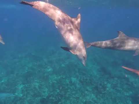 Dolphins in Zanzibar 🐬 | Dau Zanzibar Tours & Safaris Adventure