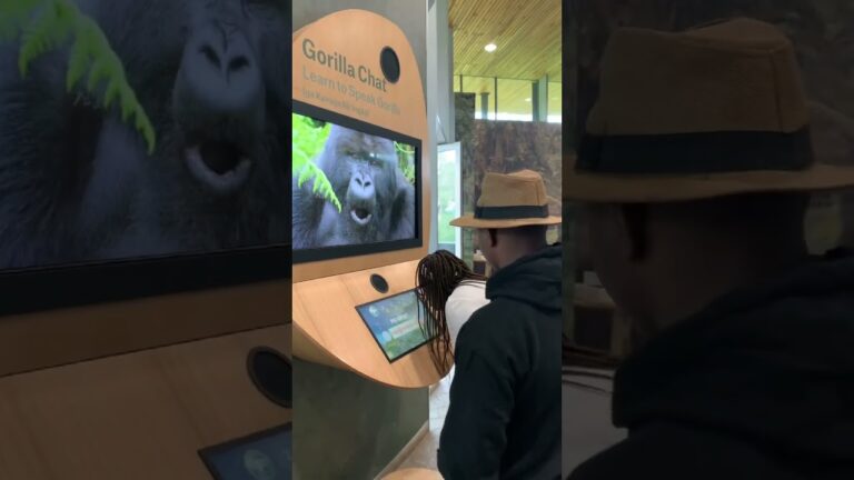 2 days gorillas trek in Rwanda full experience #luxurytravel #taluxurysafaris #naturebeauty #tours