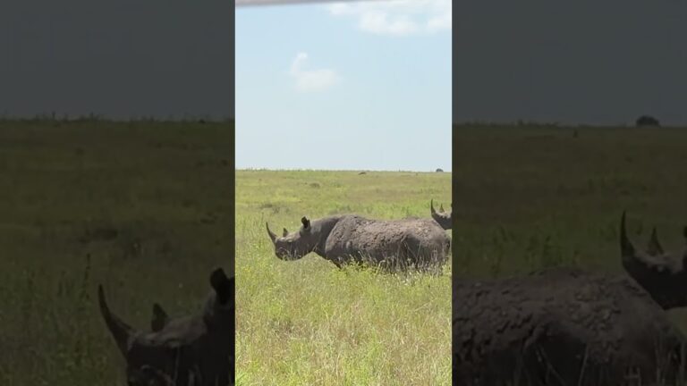 National Park In The Heart Of A Major City #nairobinationalpark  #wildlifeparks #nationalparks