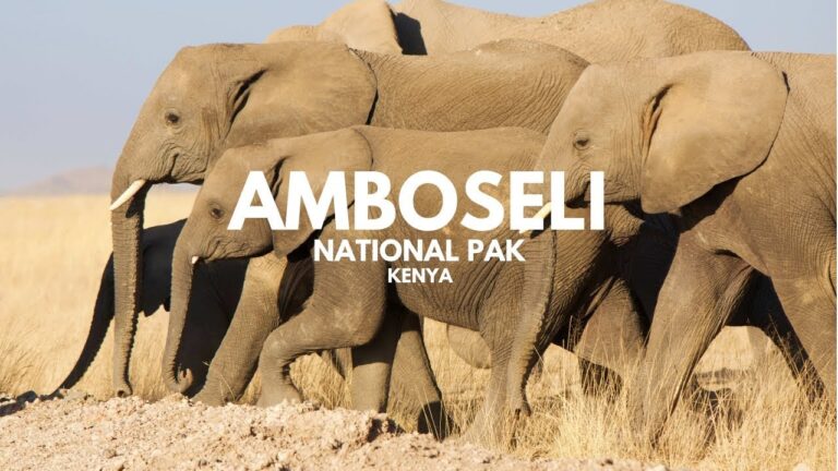Elephants in the Amboseli National Park Kenya – Mount Kilimanjaro Kenya  Africa travel vlog
