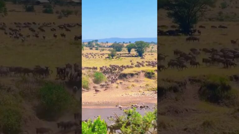 Explore Kenya's National Parks | Journey Through the Wild 4k #traveladventures #nature #animallover