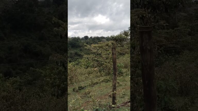 Mount Kenya National Park forest