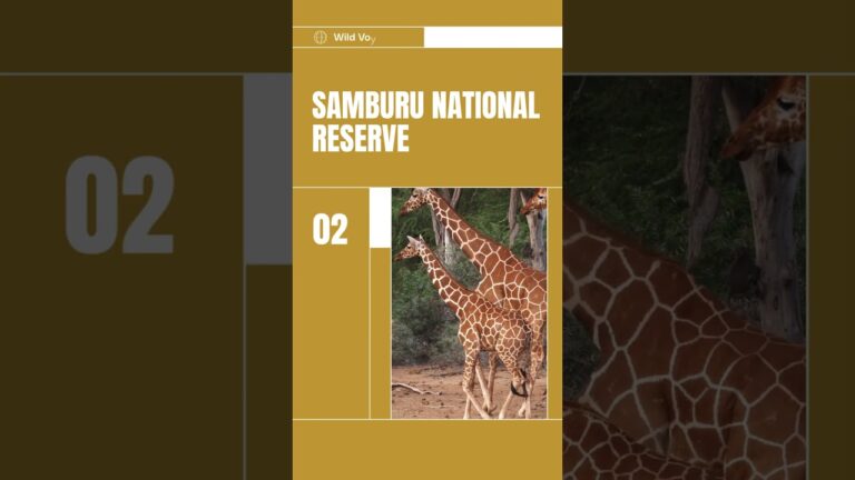 Top Kenyan parks to explore | Wild Voyager