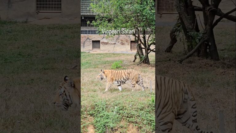Vinpearl Safari, Phu Quoc,Vietnam🐅#vinpearl #vinpearlsafari #safari #phuquoc #vietnam #zoo #wildlife