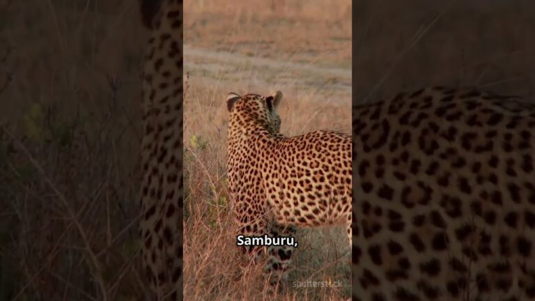 Kenya National Parks Fast Tour and masai mara