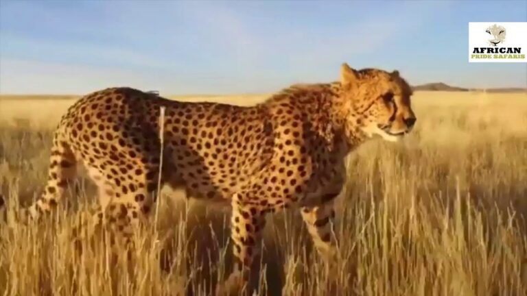 African Pride Safaris Tours Video Intro