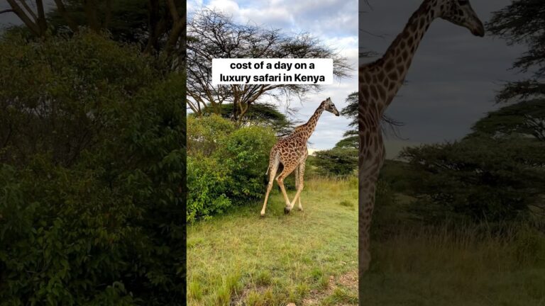 Cost of a luxury safari in Kenya? $453/person/day #safari #africansafari #travel