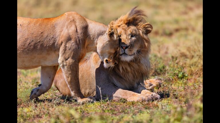 The Wonders of The Serengeti – Amara Safari | Luxury African Safaris | Tanzania Tours