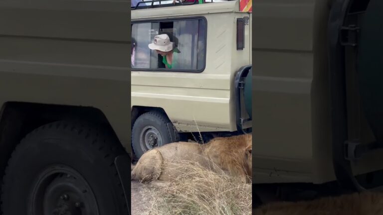 Masai Mara game reserve #masaimara #safari #safaridestination #maasaimara #marariver #wildlife