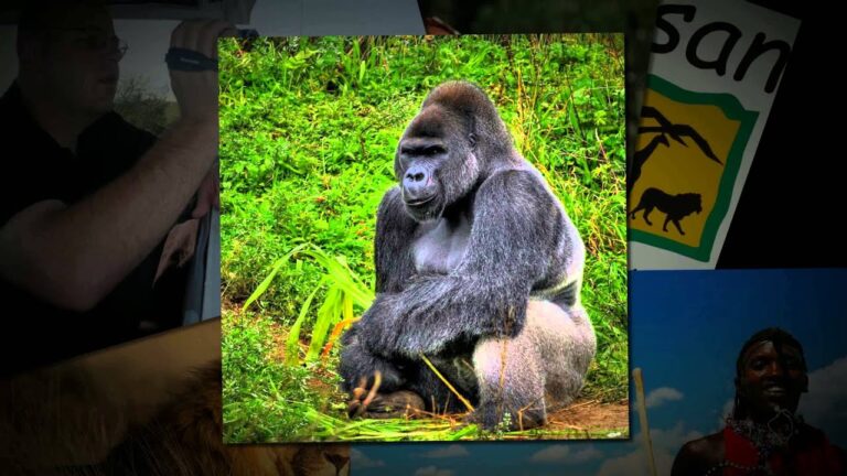 African Safaris Tours | Kenya Tour Travel