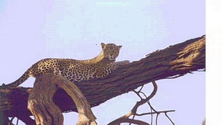 Kenya, Tanzania & Uganda Safaris, Tours & Holidays