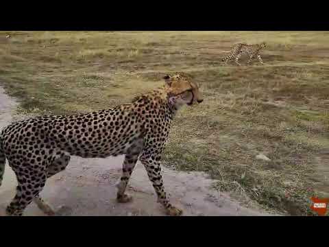 Africa Safari:Cheetah Patrol |Real Wildlife Encounters: Kenya Expresso Tours and Safaris(Ketsafaris)