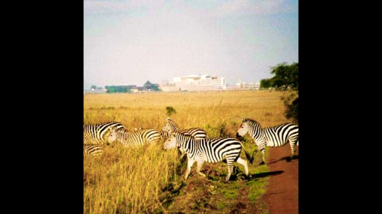 Nairobi national park   #nairobi #kenya