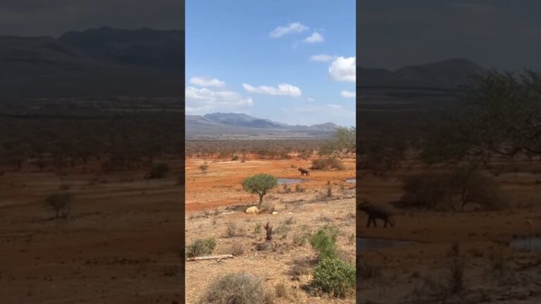 Tsavo National Park #travel #travelvlog #kenya #luxury #tiktok #milanatours #explore #kenyasafari